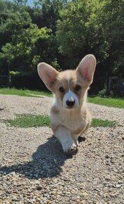 Welsh corgi penbroke