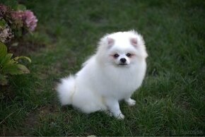 Pomeranian male - 1