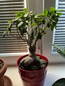 Ficus ginseng bonsai #4