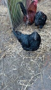 Ayam cemani