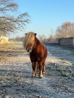 Plemenny žrebec shetland pony