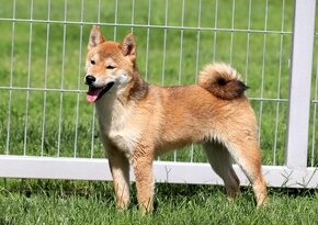 Shiba inu psík s PP