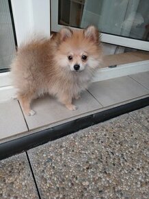 Pomeranian Boo