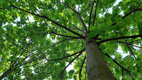 Cisarsky strom Paulownia  a Aloe vera