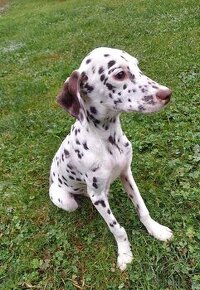 Dalmatin Dalmatinec Dalmatian