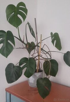 Monstera