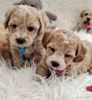 Maltipoo