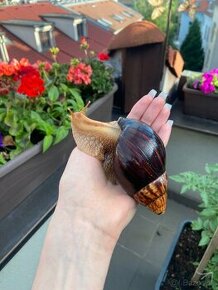 Africke slimaciky -achatina