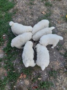 Samojed