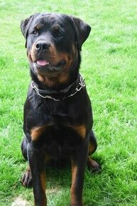 Rottweiler, Rotvajler, RTW s PP