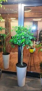 Ficus benjamin 120cm