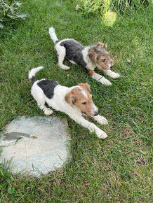 Predám šteniatka Fox terrier wire hrubosrstého