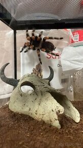 Brachypelma smithi