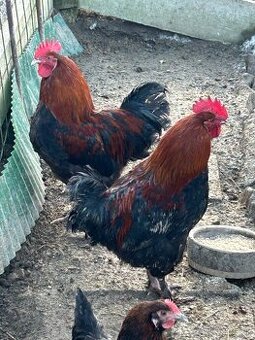 Marans