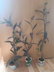 Tradescantia pallida - izbová rastlina - 1