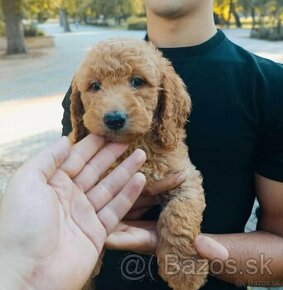 Goldendoodle