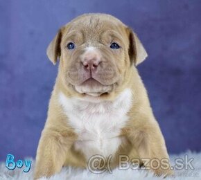 American bully Xl