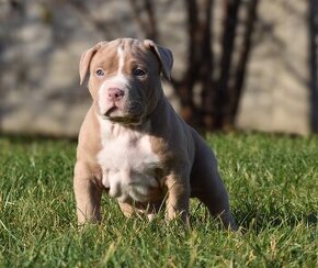 American bully Xl