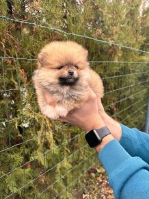 Špic Pomeranian