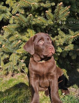 Labrador retriever čokoládové šteniatko s PP