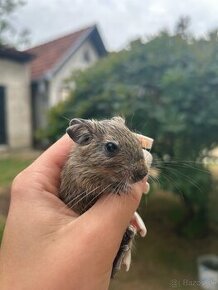 Osmák degu