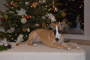 Whippet, vipet s PP fenka