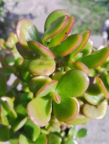 Ponúkam Tučnolist - Crassula ovata ´Hummel's sunset´