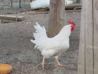 Leghorn