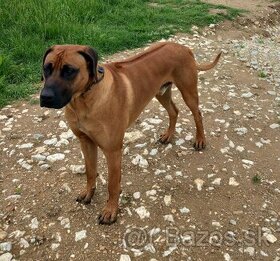 Rhodesian ridgeback na krytie