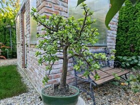 Sukulentný bonsaj - Portulacaria s bonsaj miskou
