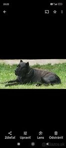 Bandog