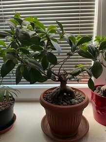 Ficus ginseng bonsai stredný #3