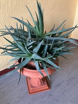 Aloe