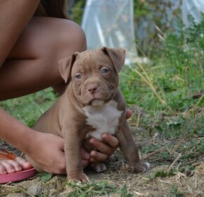 american bully