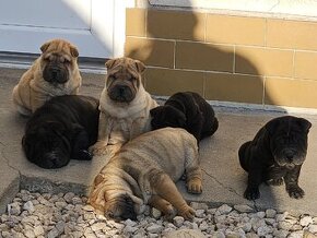 Shar-pei , šarpej,sharpej,sarpej,sarpei šteniatká