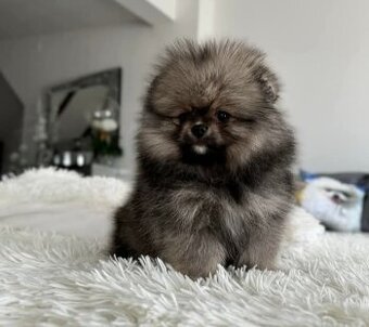 Pomeranian mini