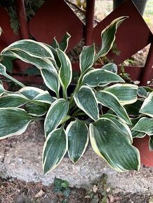 Hosta / funkia Lacy Belle