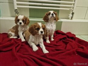 Cavalier King Charles Spaniel s PP