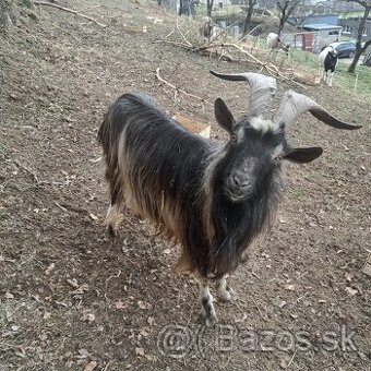 Darujem plemenného capa Borisa