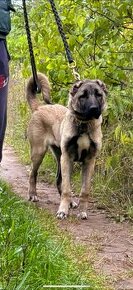 Kangal