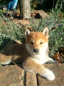 Shiba Inu s PP FCI