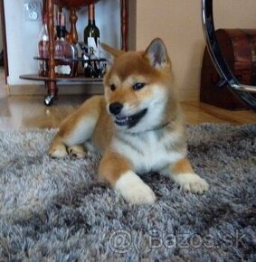 Shiba Inu s PP FCI