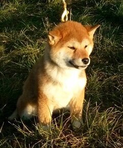 Shiba Inu s PP FCI