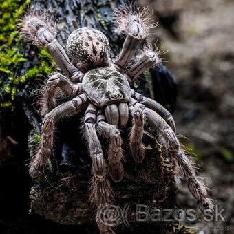 Tarantula Heteroscodra maculata