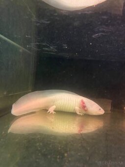 Axolotl mexicky - 1