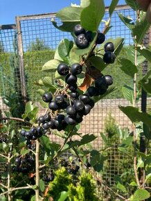 Aronia čiernoplodá melanocarpa - kričkova forma