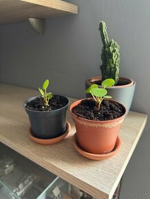 Pilea peperomioides - mladé rastlinky