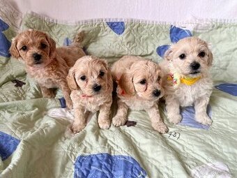 Maltipoo šteniatka, maltezák,  pudel