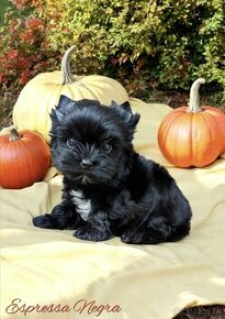 Yorkshire terrier Black - sučka s PP