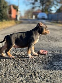 American Bully Classic/ standart